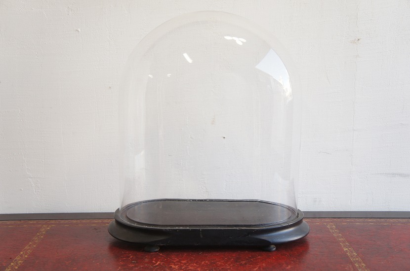 アンティーク ガラスドーム フランス アンティーク H43