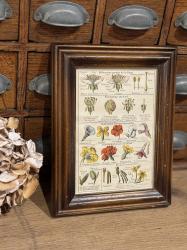 フランスヴィンテージ ボタニカル図鑑額装