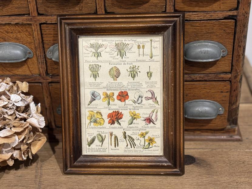 フランスヴィンテージ ボタニカル図鑑額装