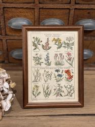 フランスヴィンテージ ボタニカル図鑑額装