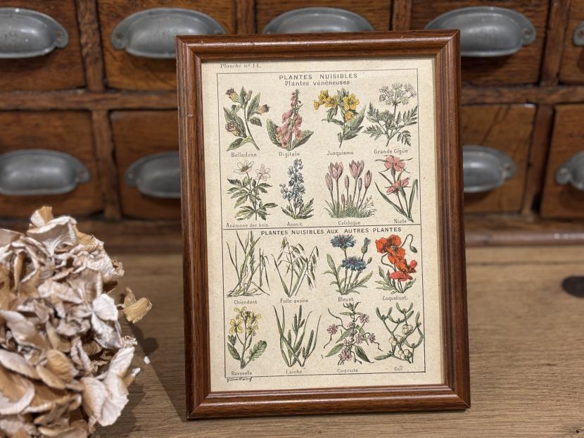 フランスヴィンテージ ボタニカル図鑑額装