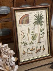 フランスヴィンテージ ボタニカル図鑑額装