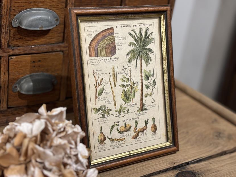 フランスヴィンテージ ボタニカル図鑑額装