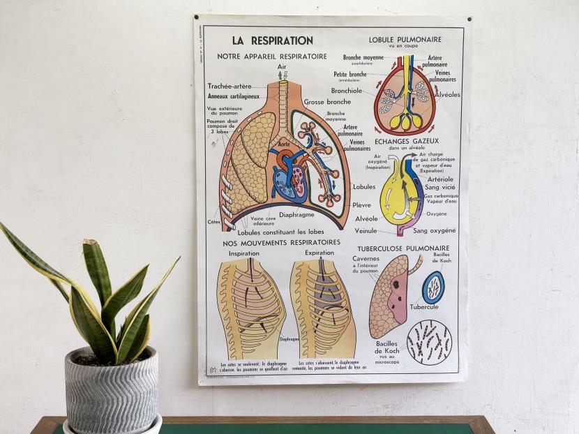 フランスアンティーク　両面 アナトミカルチャート