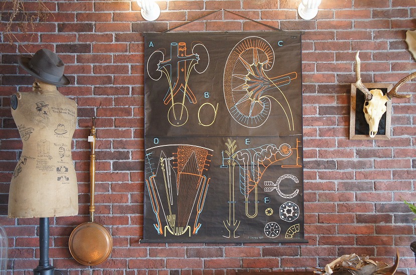 フランスアンティーク　生物学スクールチャート