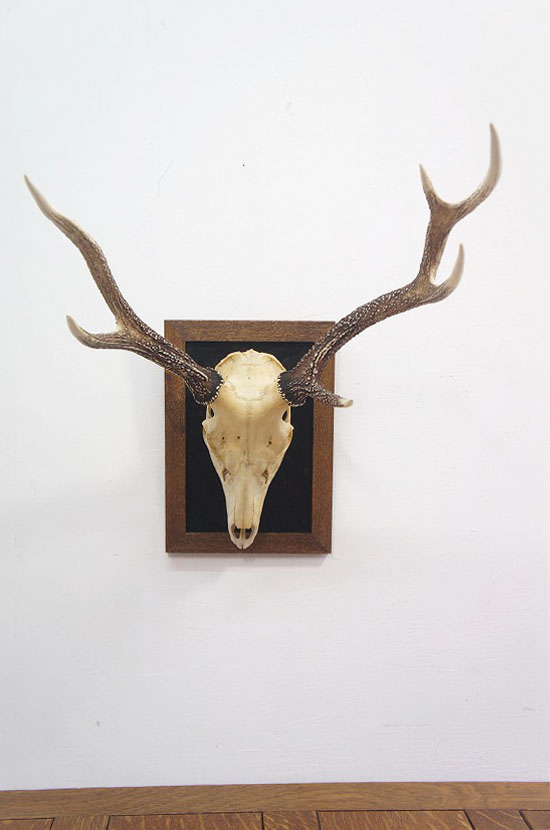 鹿角ハンティングトロフィ― ④