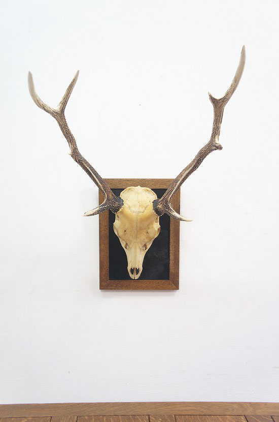 鹿角ハンティングトロフィ― ③