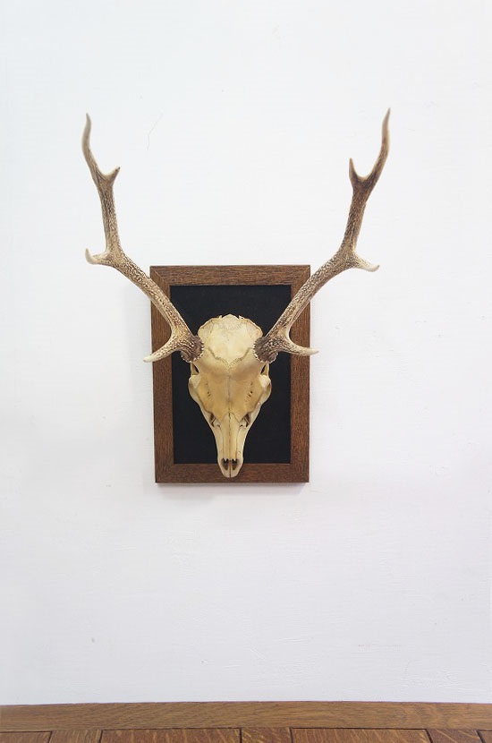 鹿角ハンティングトロフィ― ②