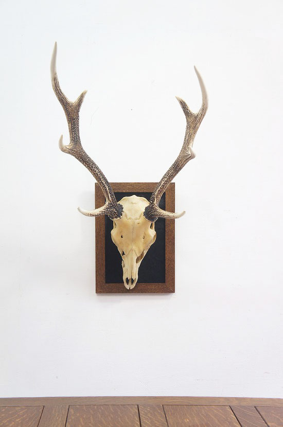 鹿角ハンティングトロフィ― ①