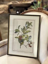 18世紀 ボタニカルアート アルブツス(ARBUTUS)植物図譜/銅版画