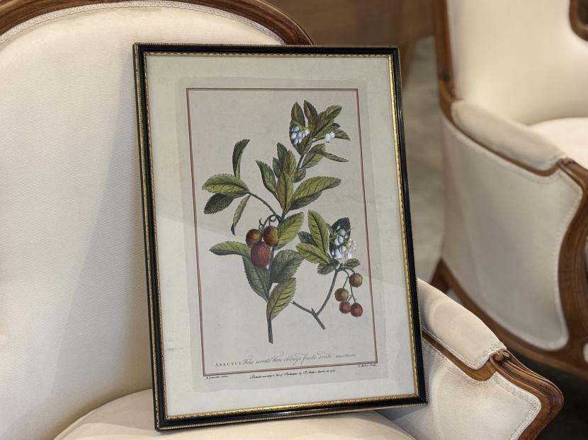18世紀 ボタニカルアート アルブツス(ARBUTUS)植物図譜/銅版画
